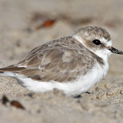 Snowy Plover